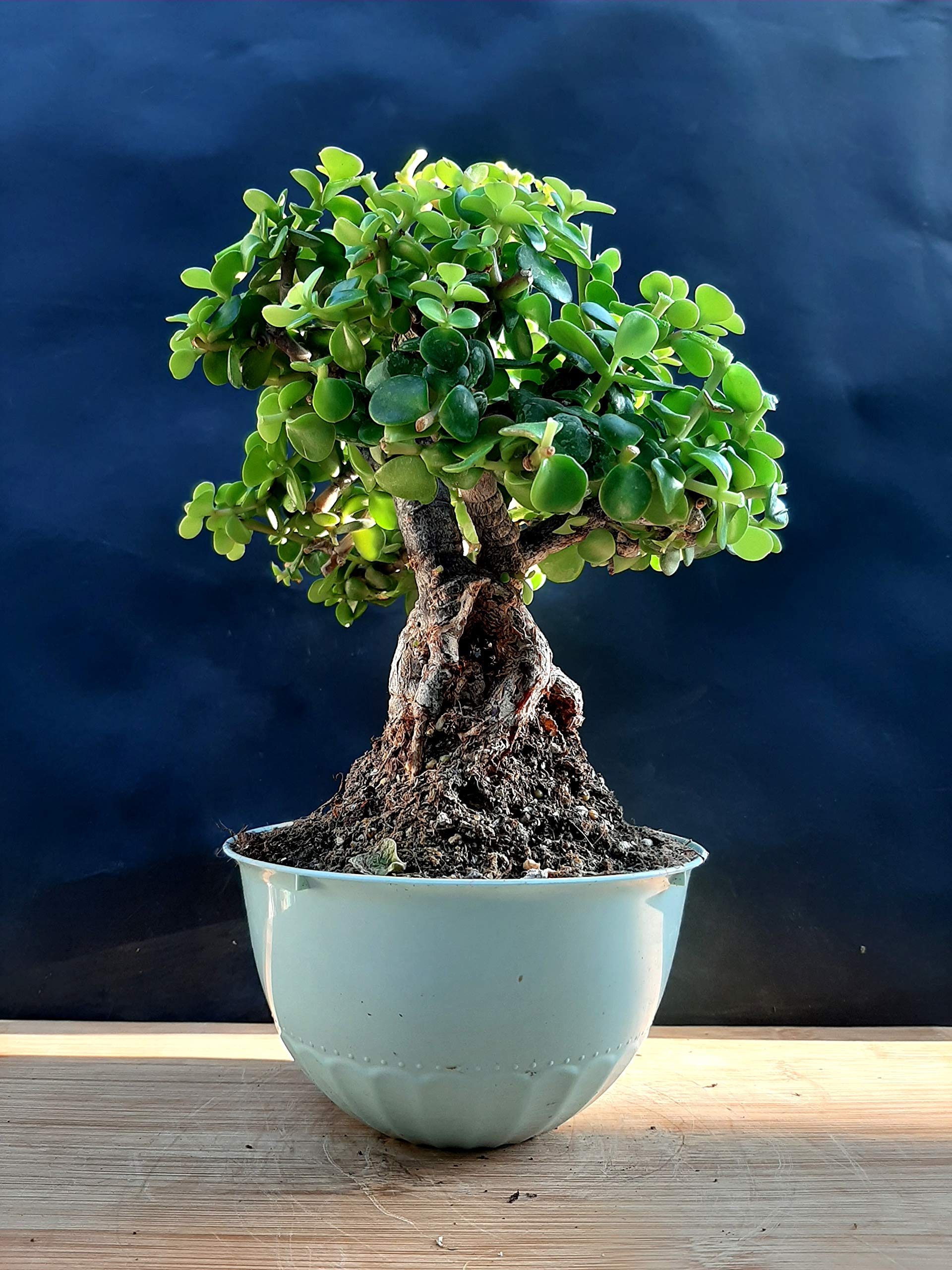 盆栽 piera MUZHI Decorative Ceramic Bonsai Planter Pot 8.5 Inch with