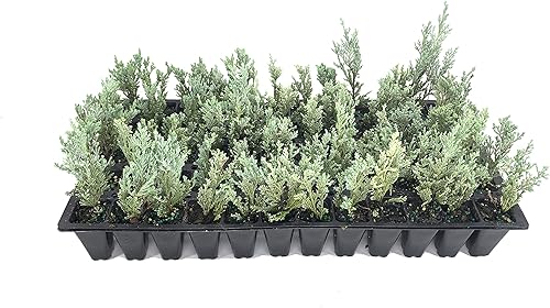 Miniatura 2 de Enebro Moonglow - 3 árboles vivos - Juniperus Scopulorum