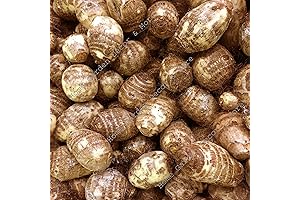 READY TO GROW Colocasia Esculenta Elephant Ear Taro Gabi Kalo Eddo Bulbs (15 Bulbs Fresh)