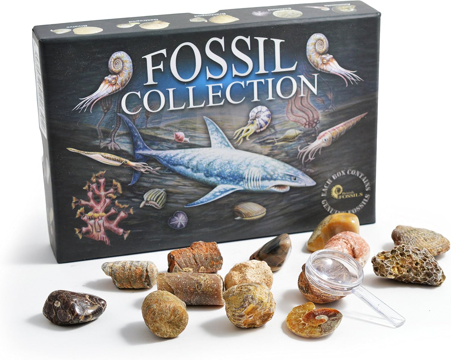 fossil box set