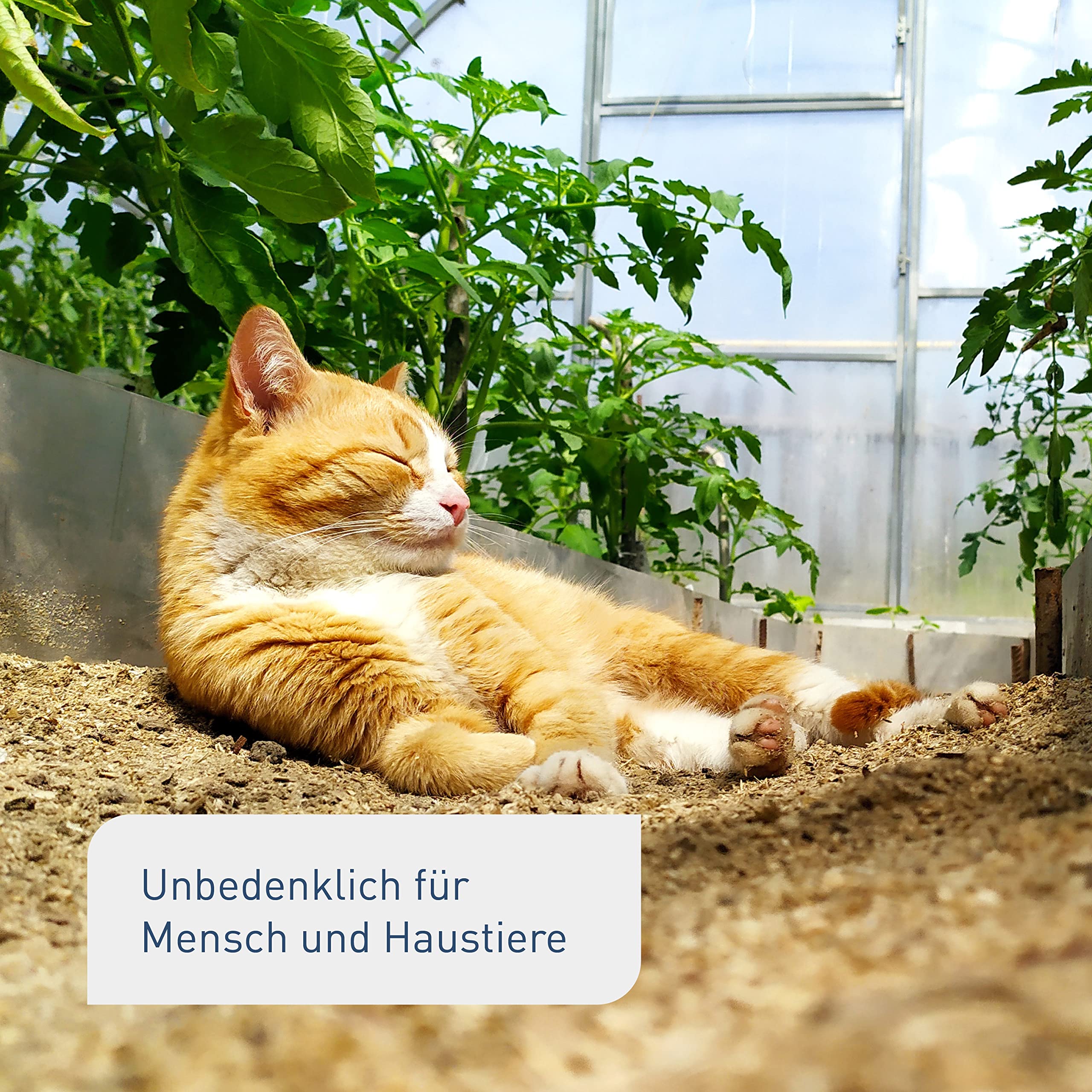 Plantura Siebenpunkt-Marienkäfer gegen Blattläuse, wirksam & nachhaltig, 10 Nützlinge