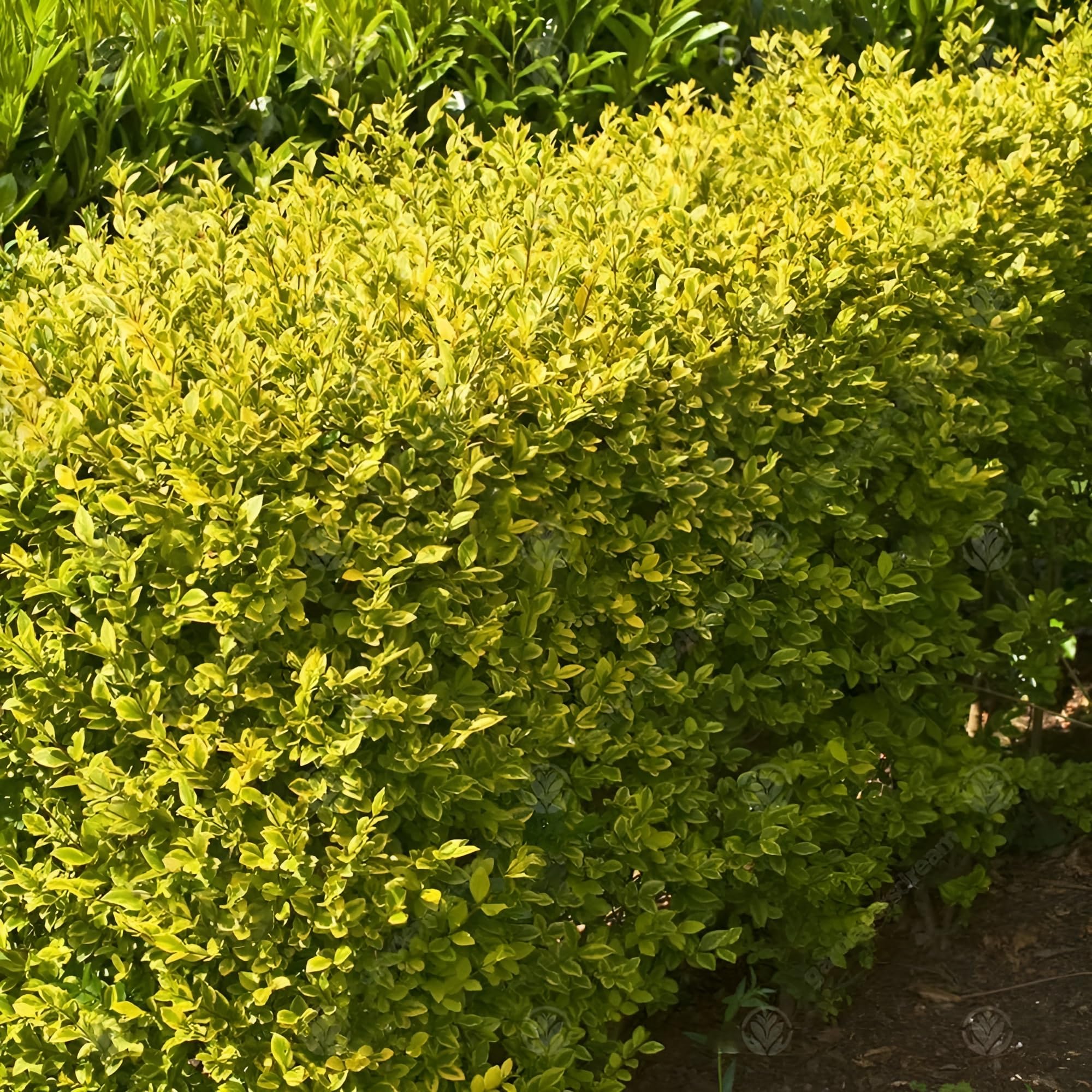 Stauden Gänge 10 x Ligustrum ovalifolium 'Aureum' Goldliguster winterhart | Goldene Heckenpflanze für Sonne bis Halbschatten, Blüte Juni bis Juli, mehrjährig, schnittverträglich, 9x9 cm Topf