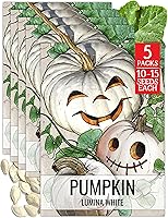 Vista 23 de Seed Needs Semillas de calabaza para plantar calabazas Jarrahdale azules, reliquia sin OMG y semilla de Cucurbita Maxima sin tratar para plantar un