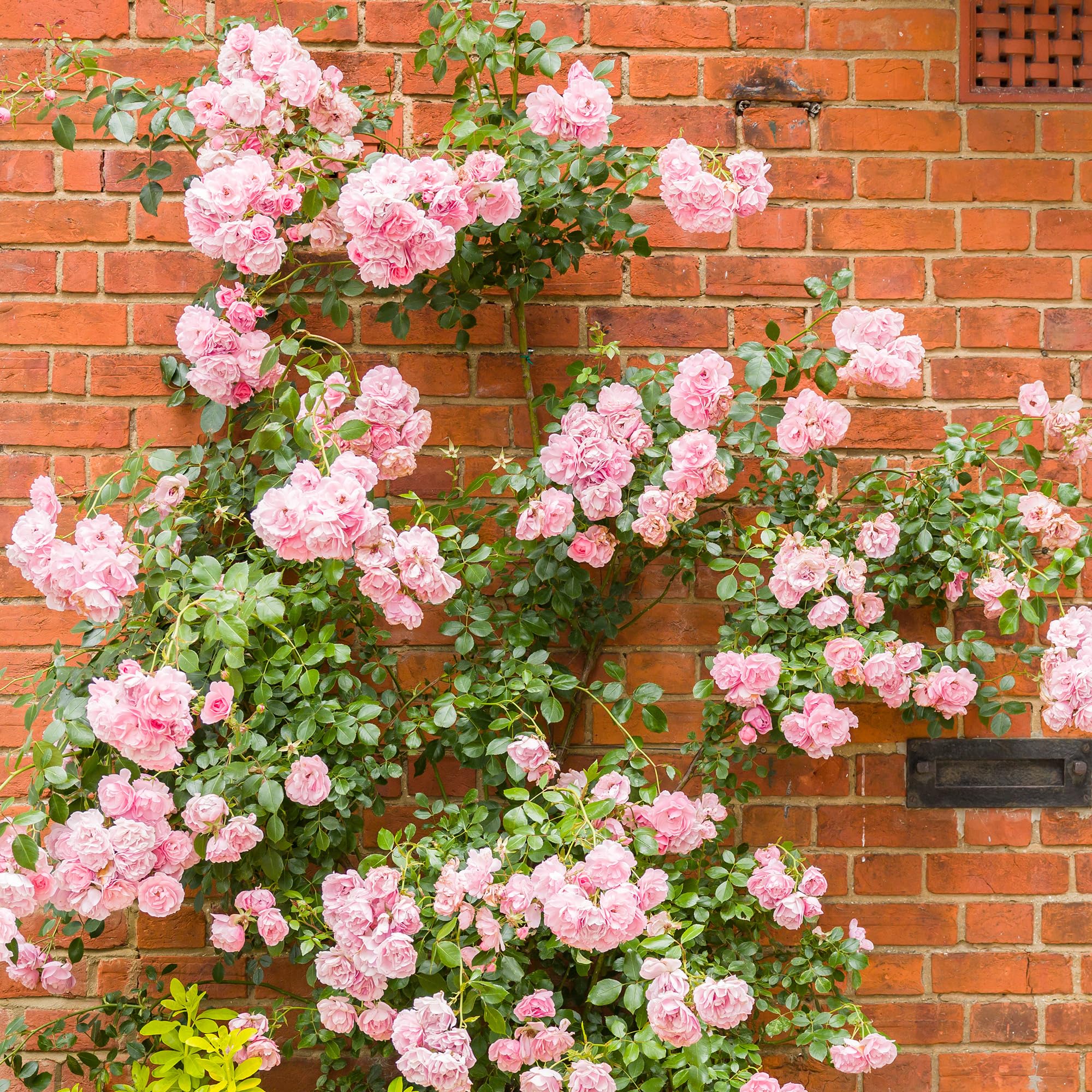 GardenersDream Rosal Trepador rosa – Rosal en Maceta Resistente y de Bajo Mantenimiento – Trepadora con Flores para Paredes, Pérgolas y Vallas