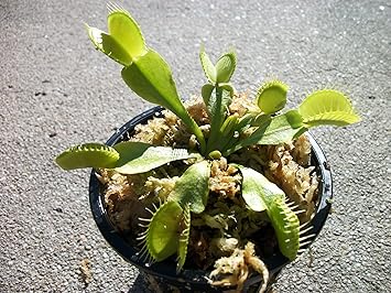حجم الكبار فينوس فلاي تراب تراب نبات كارنيفور Dionaea Muscipula 3 Inch Pot
