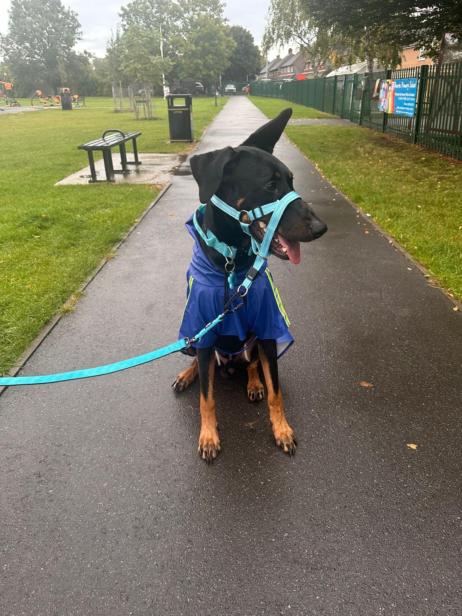 No Pull Dog Head Collar for Training, Reflective, Adjustable Halter for Walk Control - Image 2