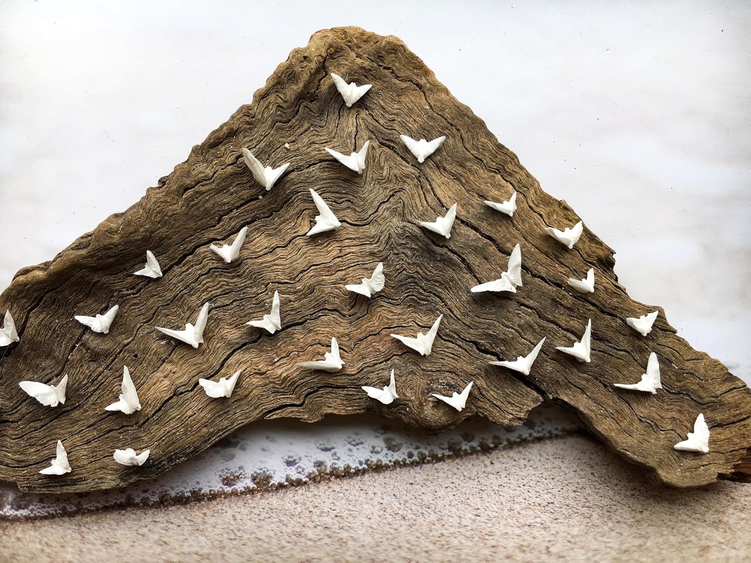 25 Pcs Sand Dollar Doves, Natural Sand Dollar, Wedding Decor Supplies, Nautical Home Decor, DIY Beach Crafts, Sand Dollar Ornaments, Beach Decor Accents, Natural Craft Embellishments