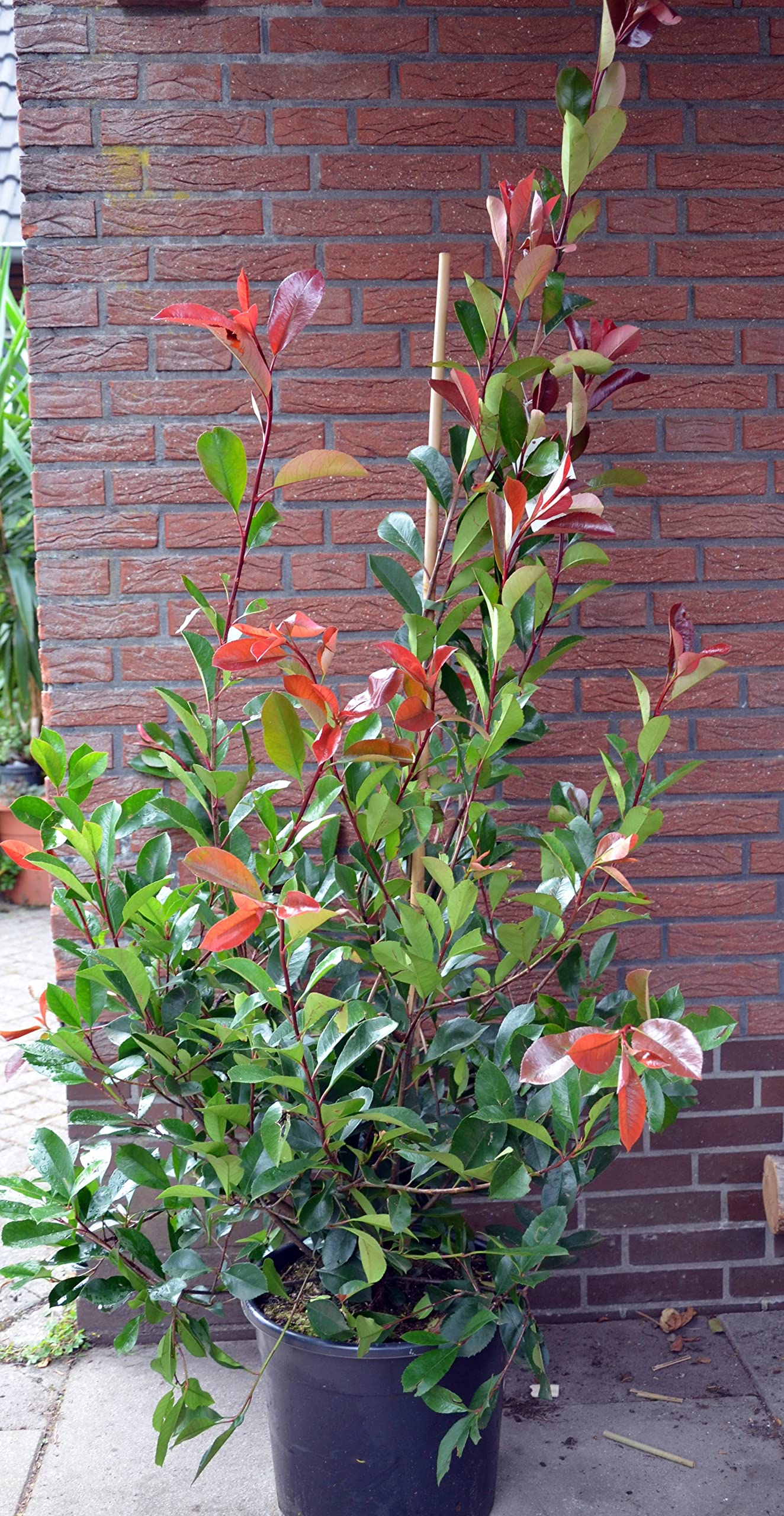 philodendron red brown Philodendron Red Heart 4