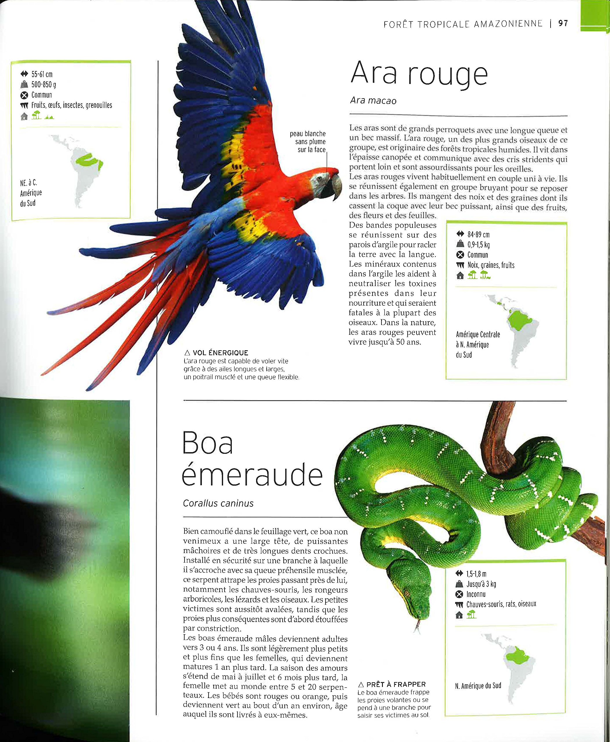 Vie sauvage: Encyclopédie visuelle des animaux, continent par continent