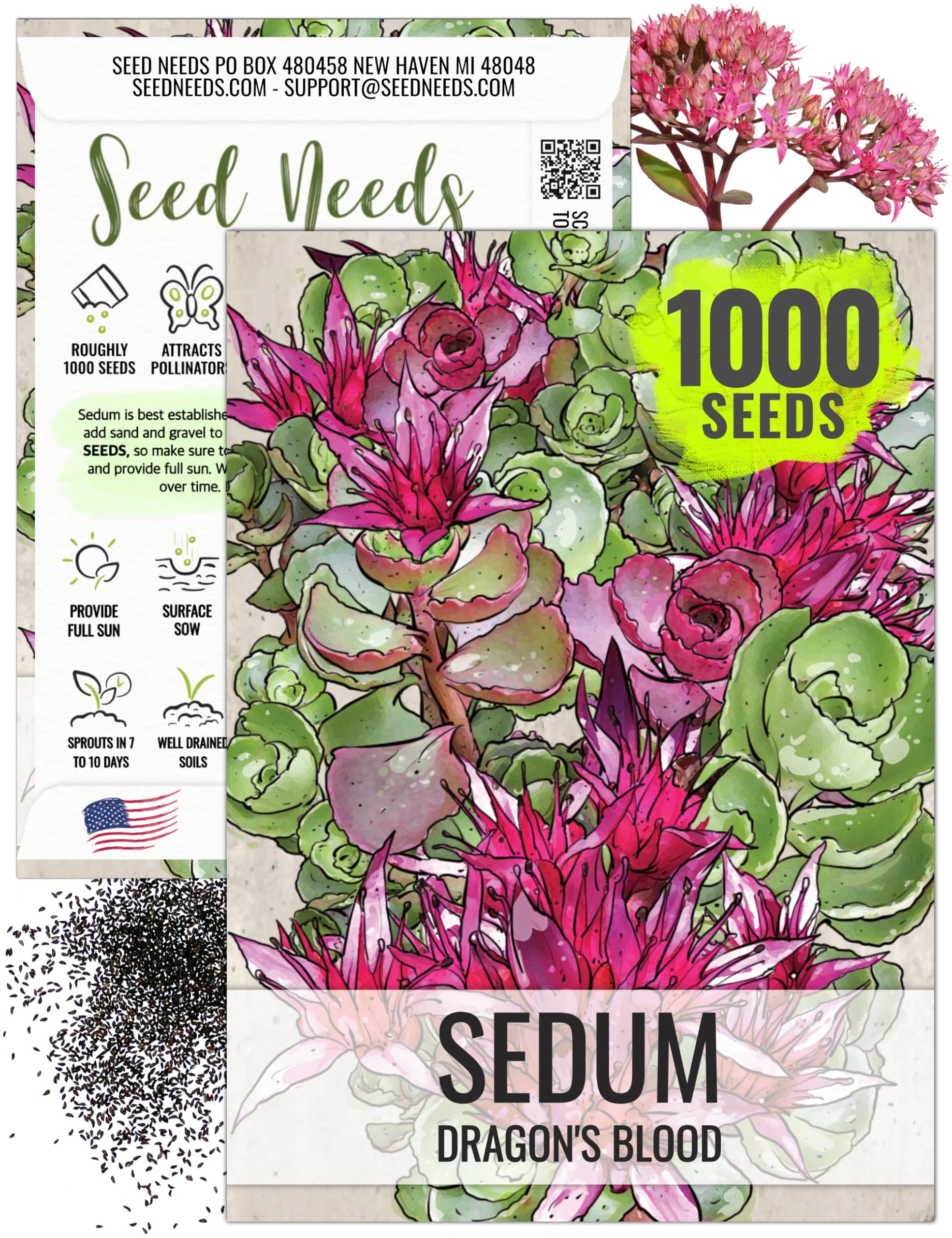 Seed Needs Sedum Seeds for Planting Dragon's Blood Groundcover Succulents - Heirloom & Open Pollinated Flowers to Plant a Butterfly Fairy Garden - Perennial for Rock Gardens (1 Pack)