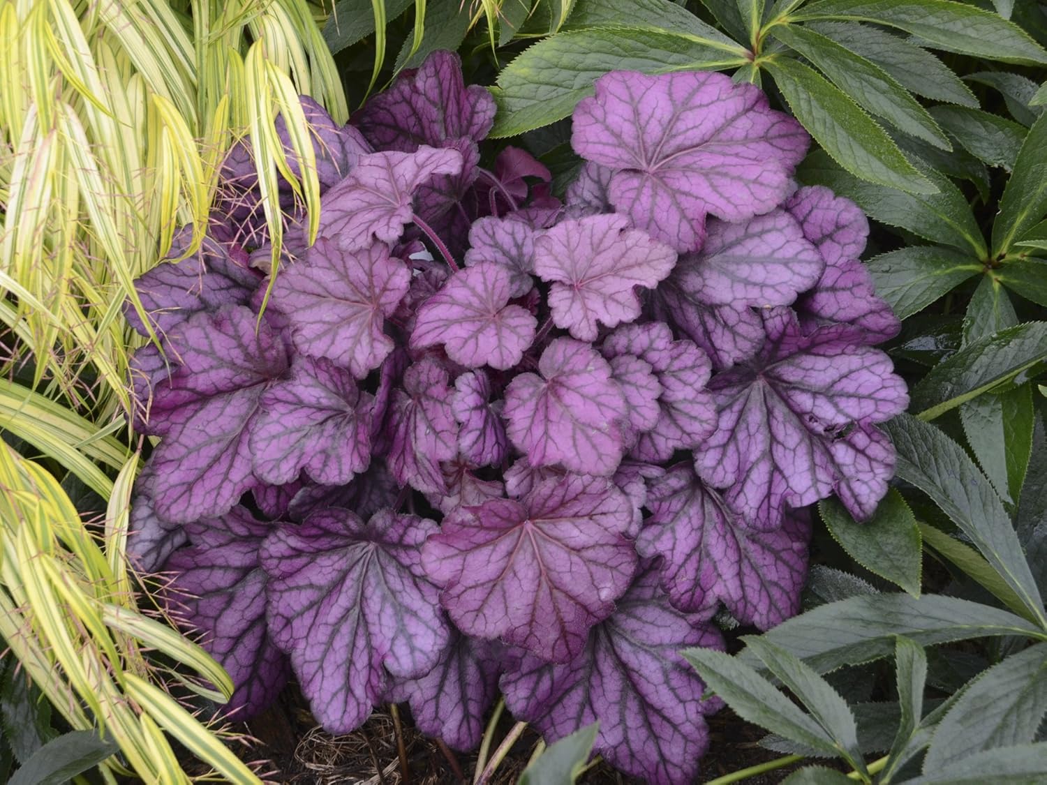 Live Plant from Green Promise Farms - Proven Winners, Heuchera Primo Wild Rose Coral Bells, Pink/Purple Flowers - #1 Gallon Container - Does NOT Ship to AZ, CA, HI, ID, MT, NV, OR, PR, UT & WA