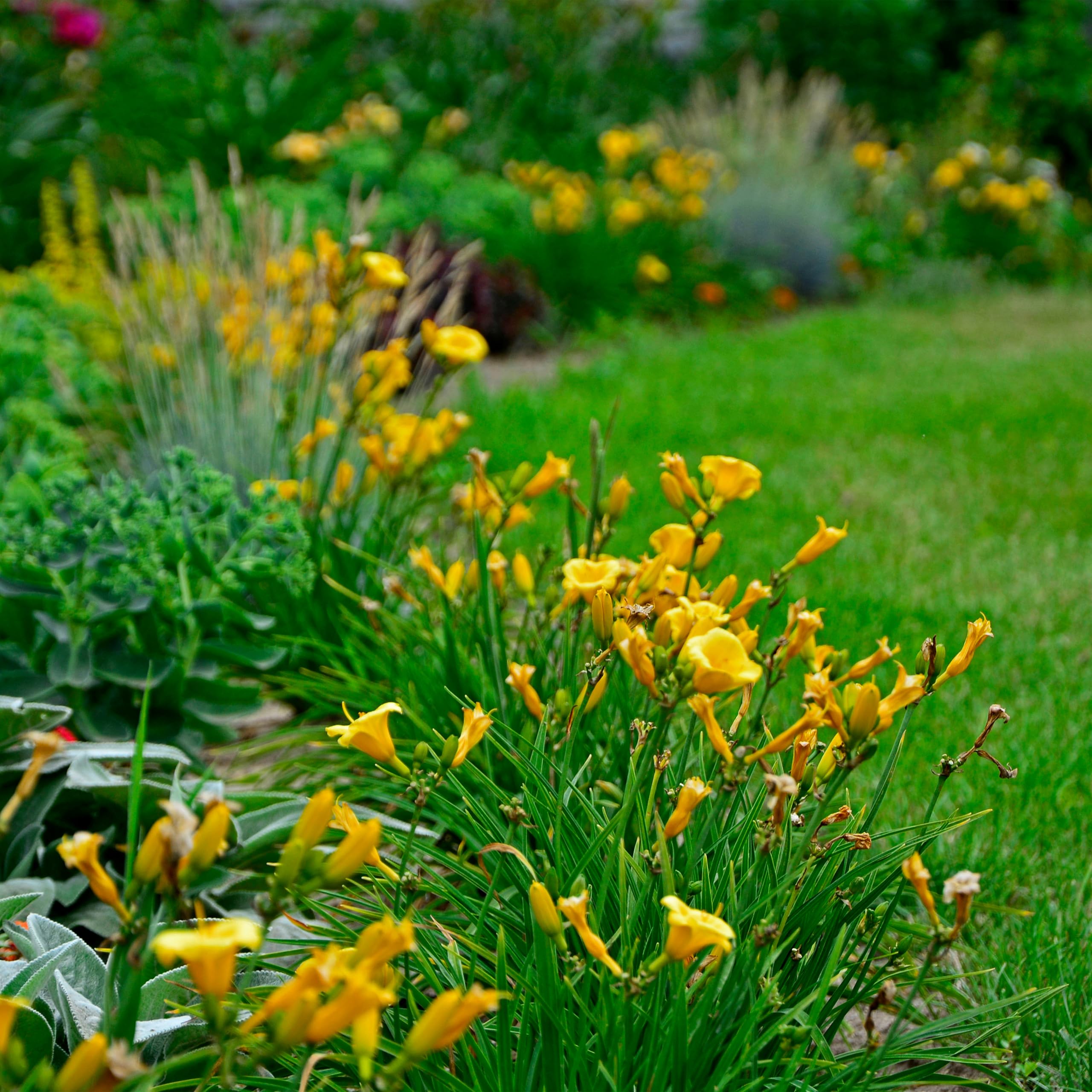 Bloomique - Set da 3 pezzi – Hemerocallis Stella d'Oro – Daylilie – Piante da giardino – Resistente – Altezza 10 – 20 cm – Vaso 9 x 9 cm