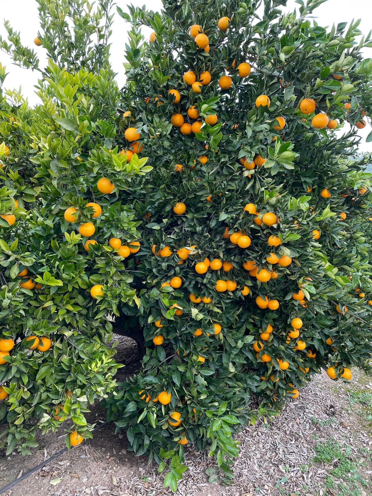 Naranjas y Mandarinas Frescas Directas del Árbol | Sin Tratamientos Postcosecha | Packs 4,5,9, 4, 28 y 42 kg | Envío 24/48h | Fruta Natural Valenciana (Caja Naranjas 9 Kg)