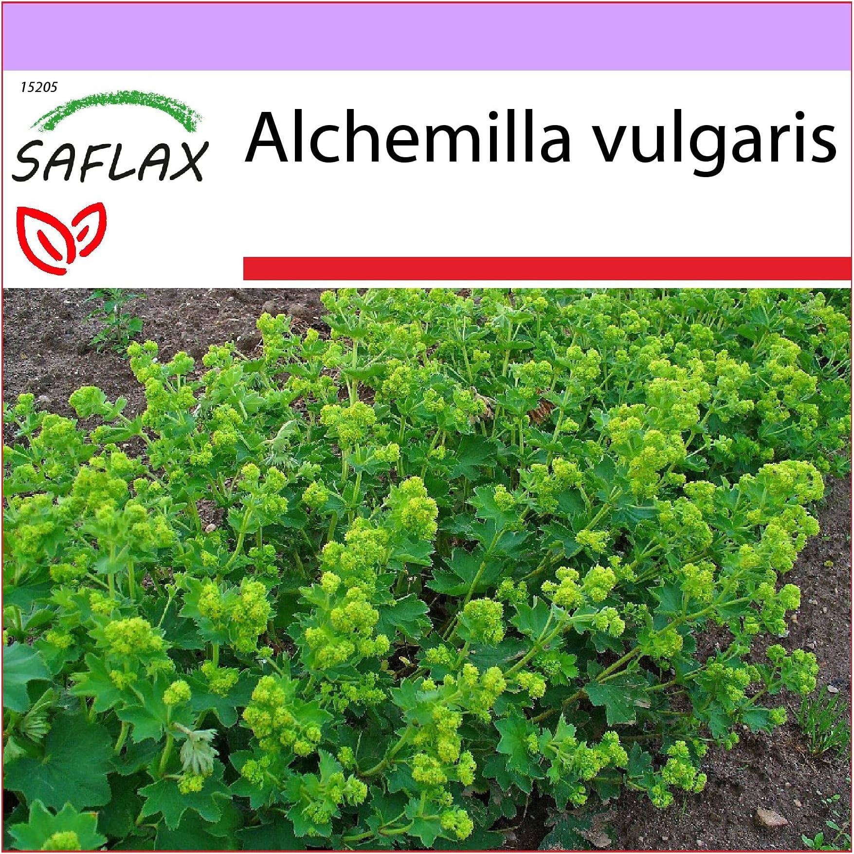 SAFLAX - Lady's Mantle - 100 Seeds - Alchemilla vulgaris