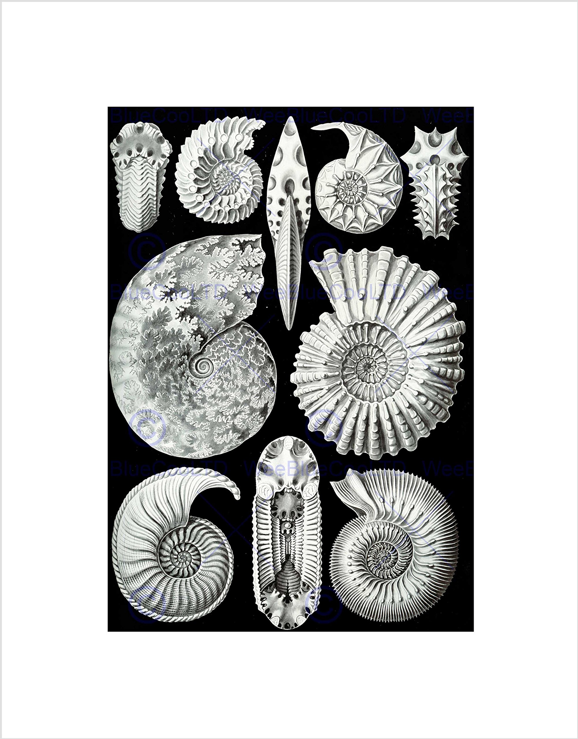 Wee Blue Coo Plate Ernst Haeckel Kunstformen Der Natur Ammonit Wall Art Print