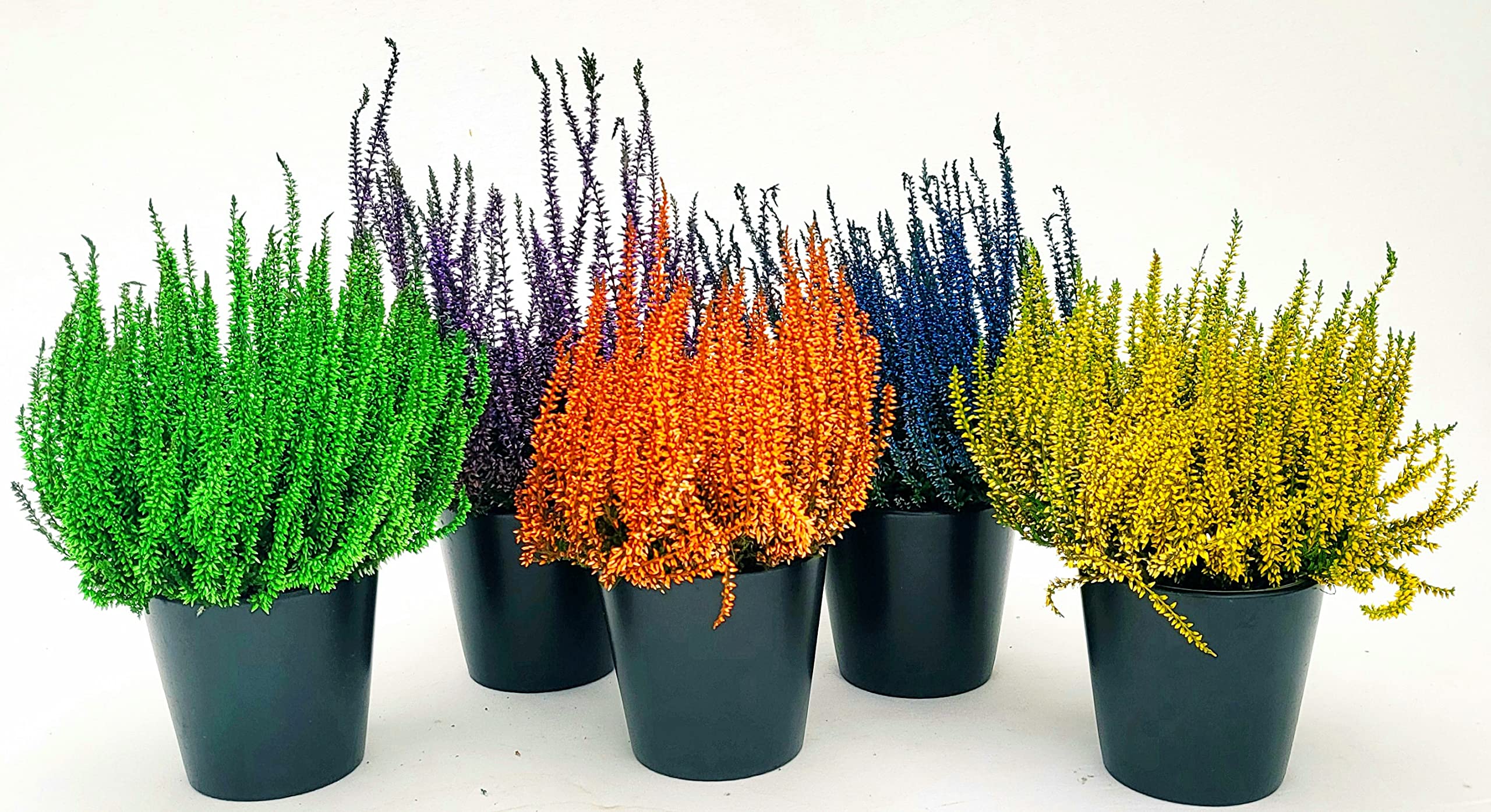POWERS TO FLOWERS - ERICA CALLUNA BIANCA 3 PIANTE V12CM, piante vere - Powers to flowers - piante e fiori
