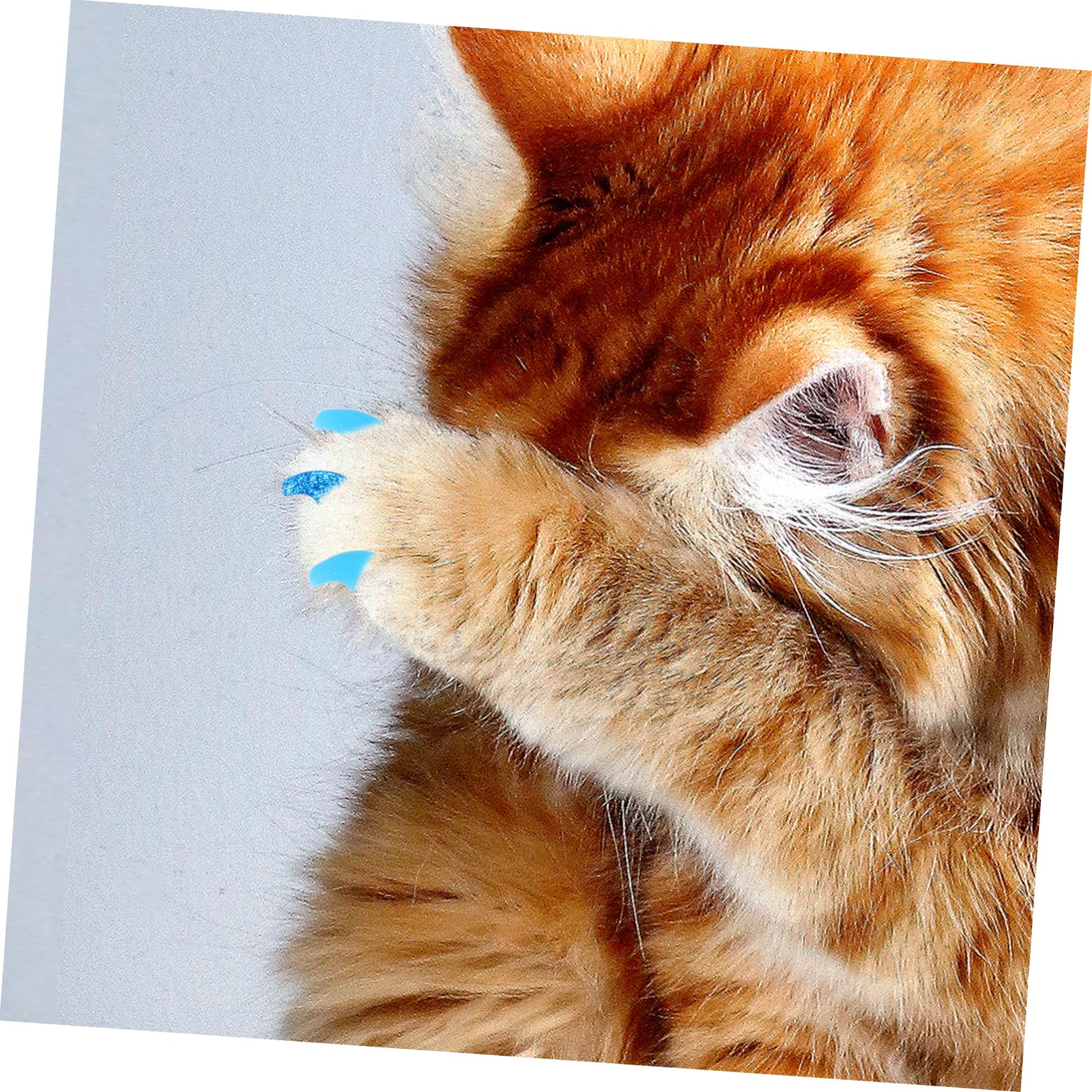 BESPORTBLE 480 Pcs Ensemble D'Ongles pour Animaux De Compagnie Pattes De Chat Conseils D'Ongles De Chat Capuchons D'Ongles en Vinyle pour Chats Griffe De Chat Capuchons D'Ongles De Chaton