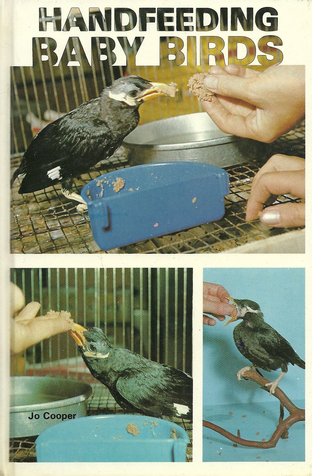 Handfeeding Baby Birds