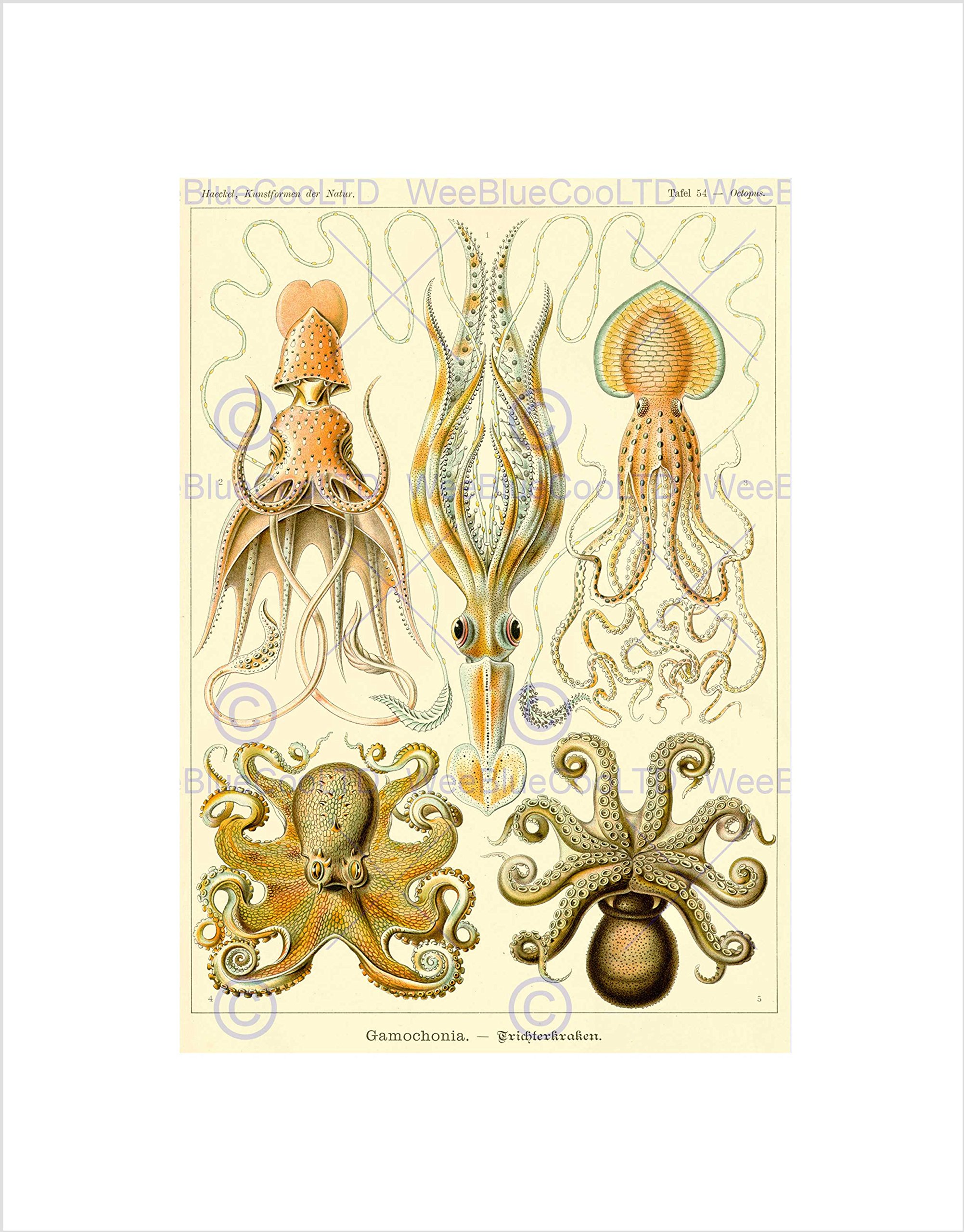 Wee Blue Coo NATURE ERNST HAECKEL OCTOPUS BIOLOGY GERMANY VINTAGE FRAMED PRINT B12X2840