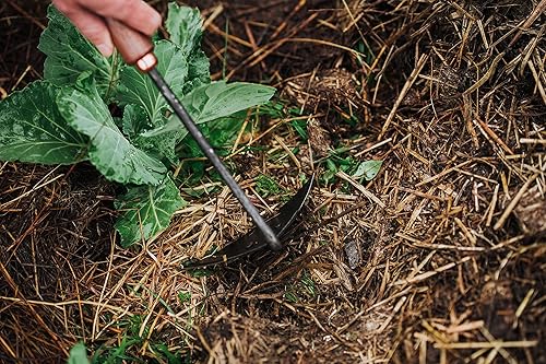 Miniatura 5 de Barebones Azada triangular - Azada de acero inoxidable - Herramientas de jardinería japonesas para deshierbe, mango largo y azada de mano