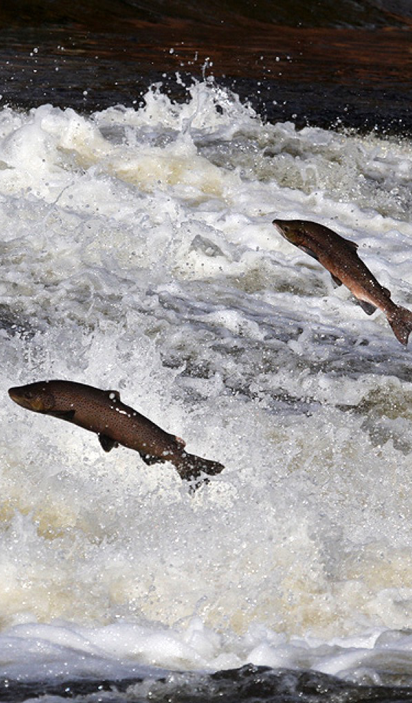 Salmon Wallpaper – HD Wallpapers of Salmon!:Amazon.com.br:Appstore for