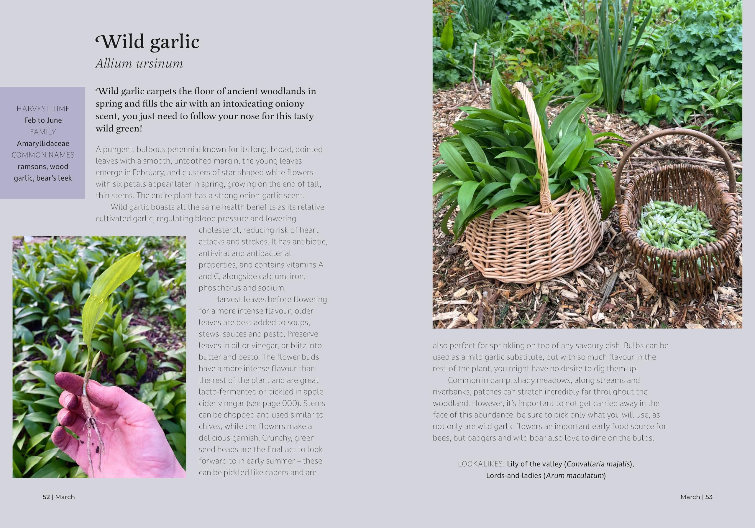 The Forager's Almanac: A year of sustainable foraging, wildcraft and recipes
