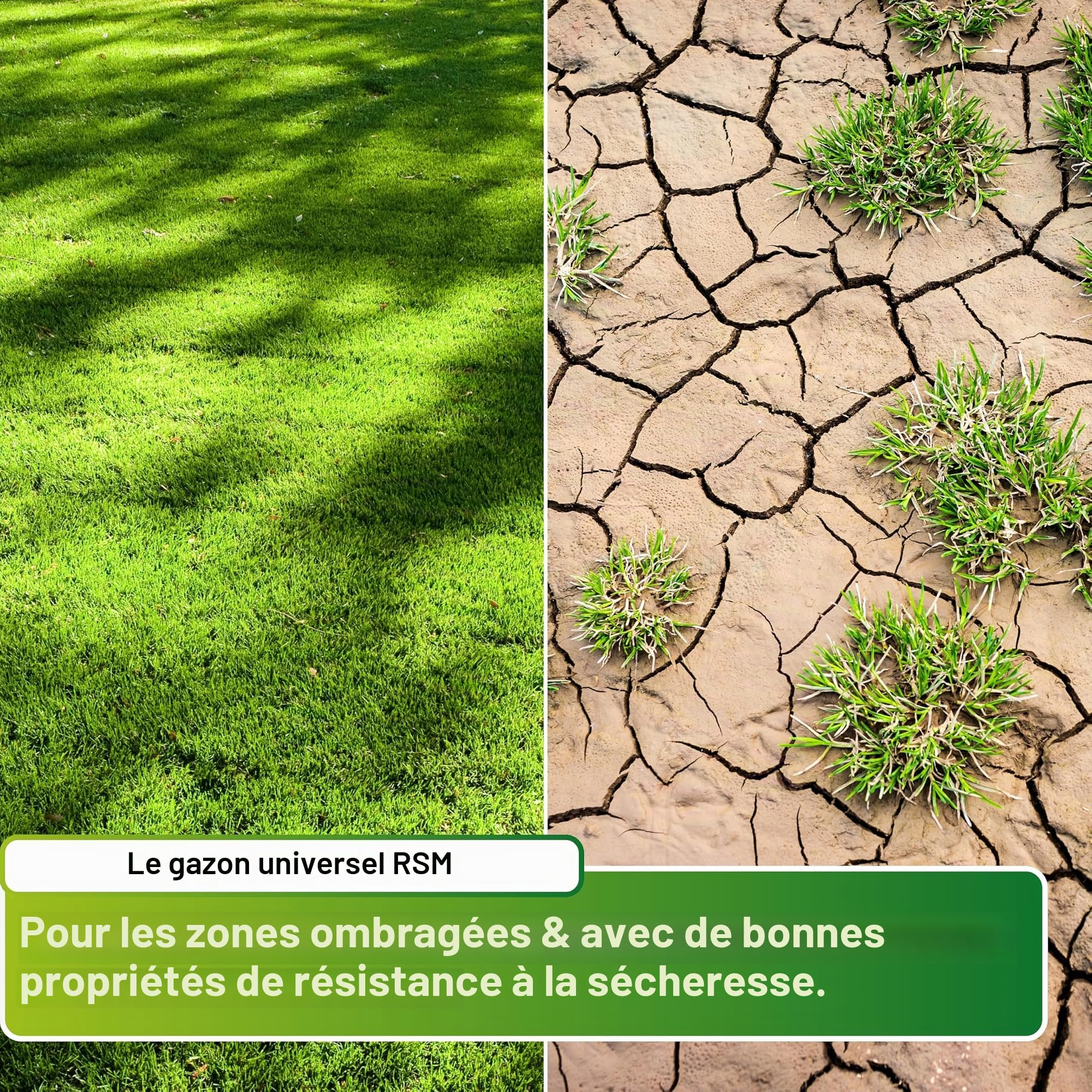 Greenyp® Ultimate - Gazon ombragé RSM de qualité supérieure avec 100 % d'herbes RSM - 5 kg pour 200 m² - Graines de gazon pour les endroits ombragés et secs