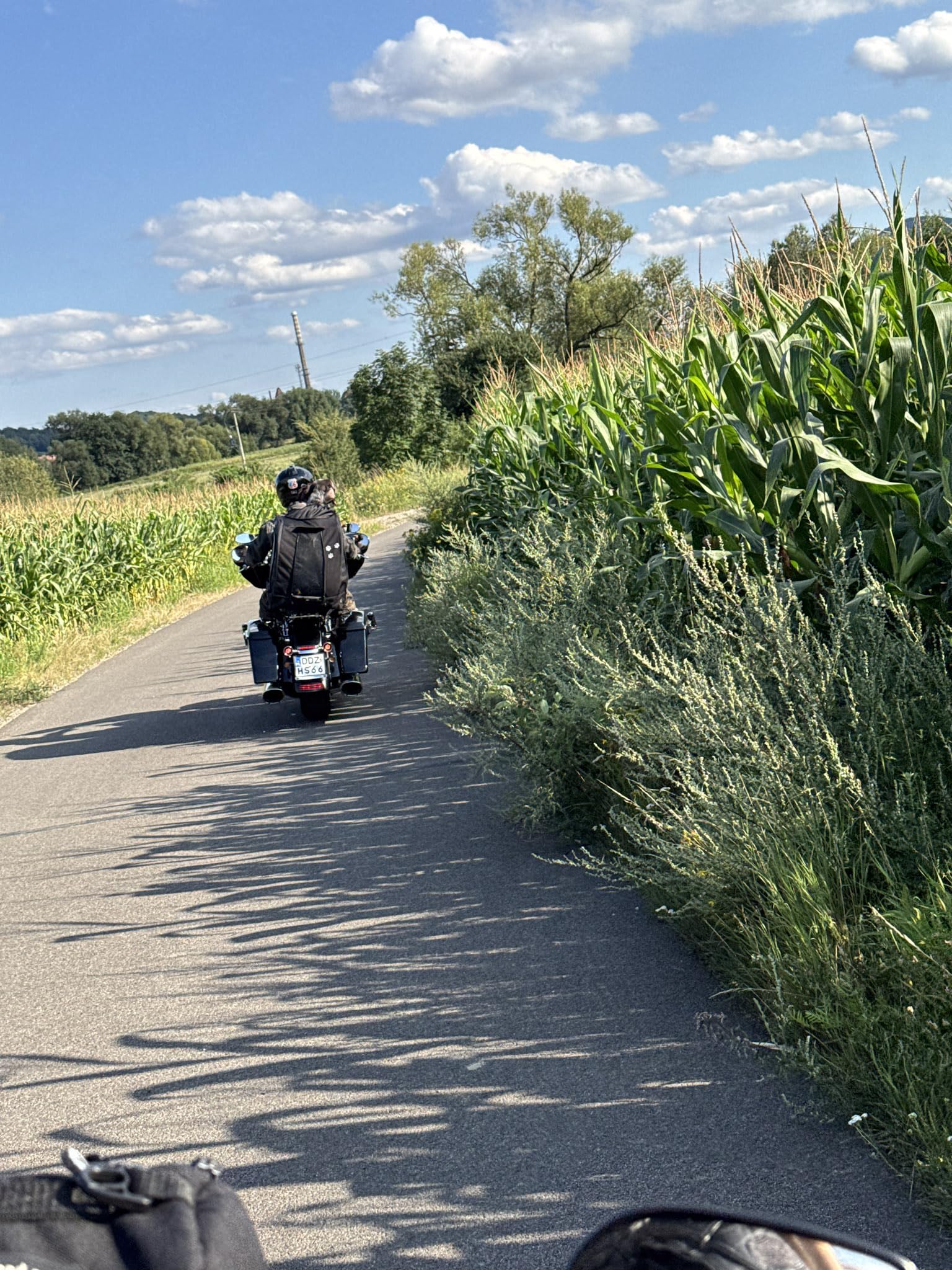 Borsa Moto per Cani XL - Trasportino per Cani Grandi fino a 36kg - Aggancio Universale Sissy Bar e Portapacchi - Cordura 1500D, Fondo in Alluminio Rigido e Massima Ventilazione Professionale