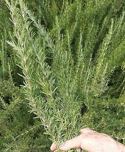 Miniatura 2 de Romero, cultivado localmente en EE. UU., 2 racimos