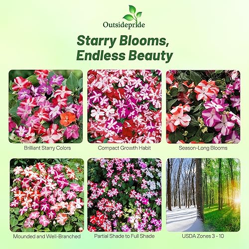 Miniatura 2 de Outsidepride Impatiens - Plantas de flores de jardín con sombra de estrellas para macetas, cestas colgantes, contenedores, cajas de ventana, 100