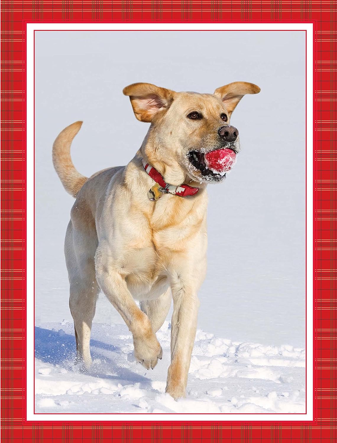 Got Ball? - Yellow Lab Christmas Cards