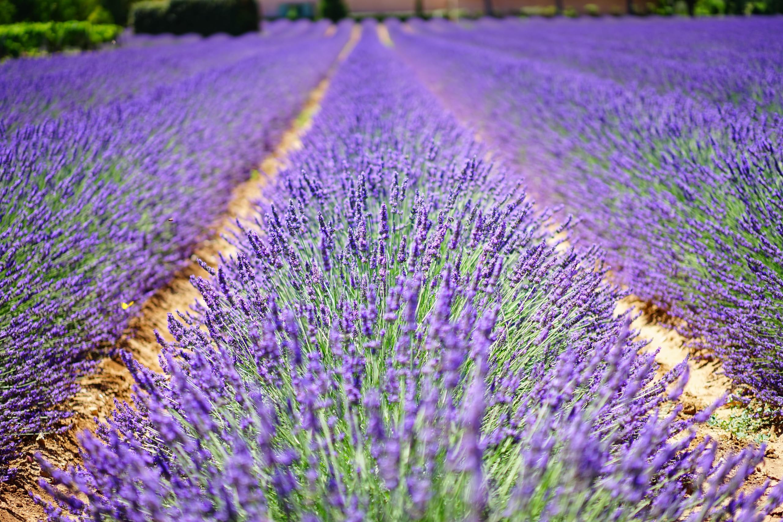 Echter Lavendel (Lavandula angustifolia) Samen. Bienenweide, Heilpflanze (20000 Samen = 20,0g)