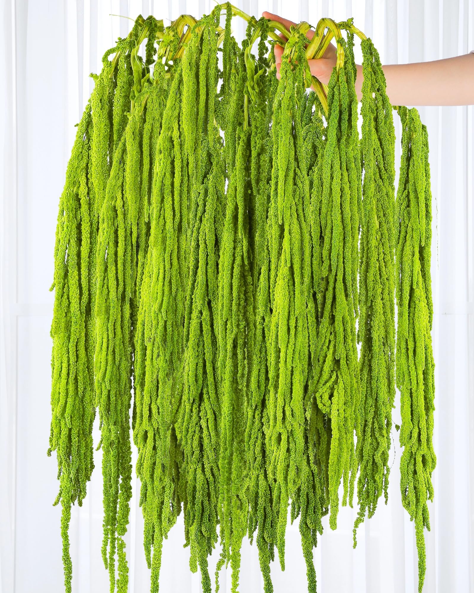 Photo 1 of 15Pcs Neon Green Preserved Hanging Amaranthus Flowers - 23" Cascading Dried Flower Tassels for Wedding Arch, Backdrop Installations, Vase Arrangements & Home Decor