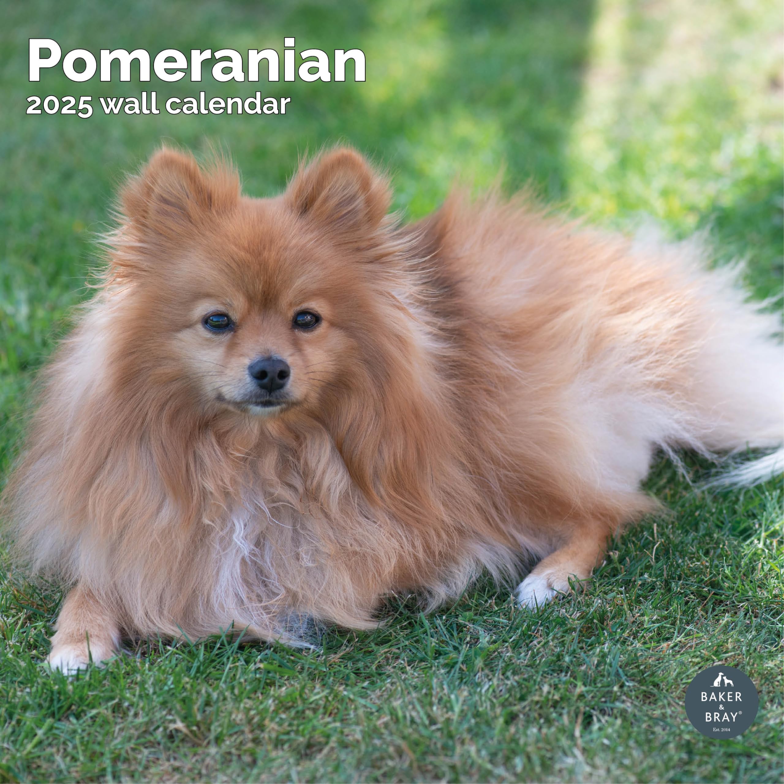Baker and Bray Pomeranian Calendar 2026, Large Square Wall Calendar With Organisational Stickers, 16 Month