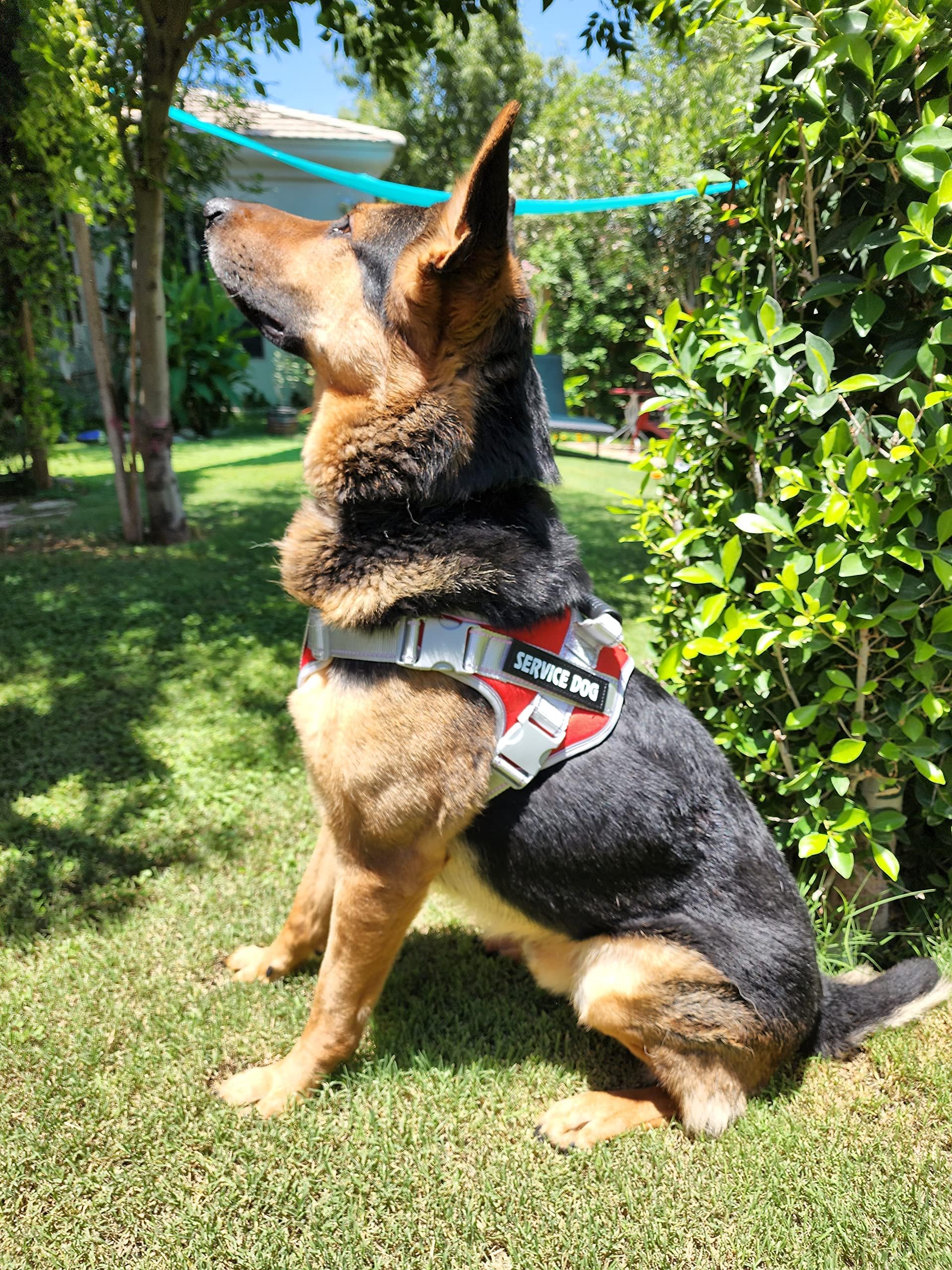 Mobility Harness Dog Certifications Best Service Dog Breeds For Mobility  GoZoey Dog Harness, No Pull Service Dog Harness With Handle
