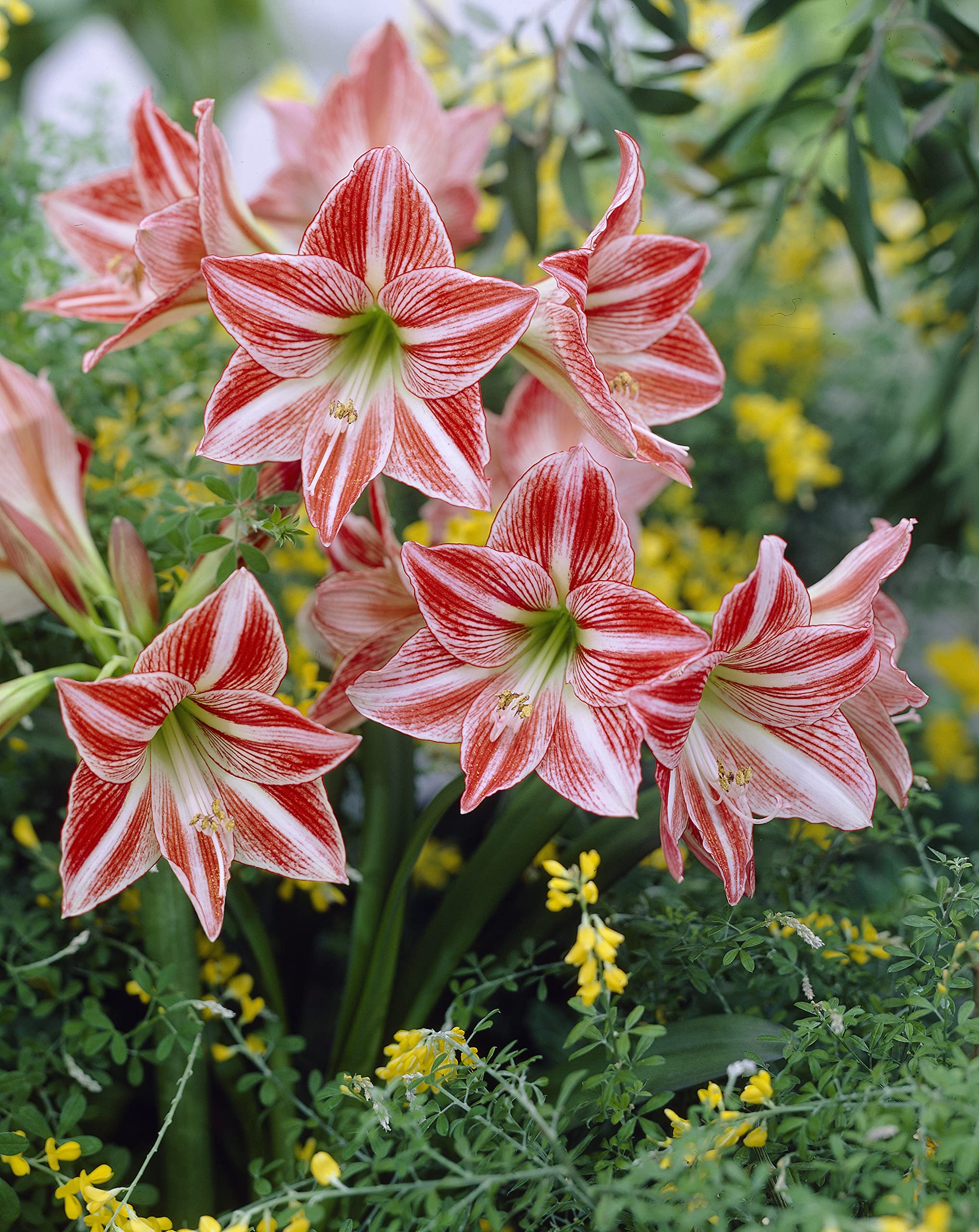 Amazon.co.jp: 球根 春植え 花のかわいい アマリリス フェアリーテール