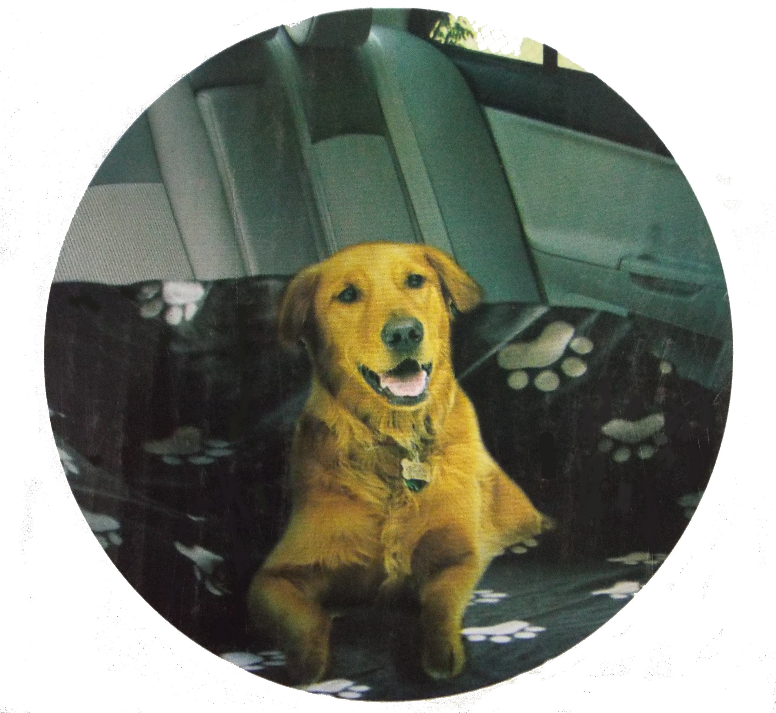 Paw Print Cozy Fleece 63