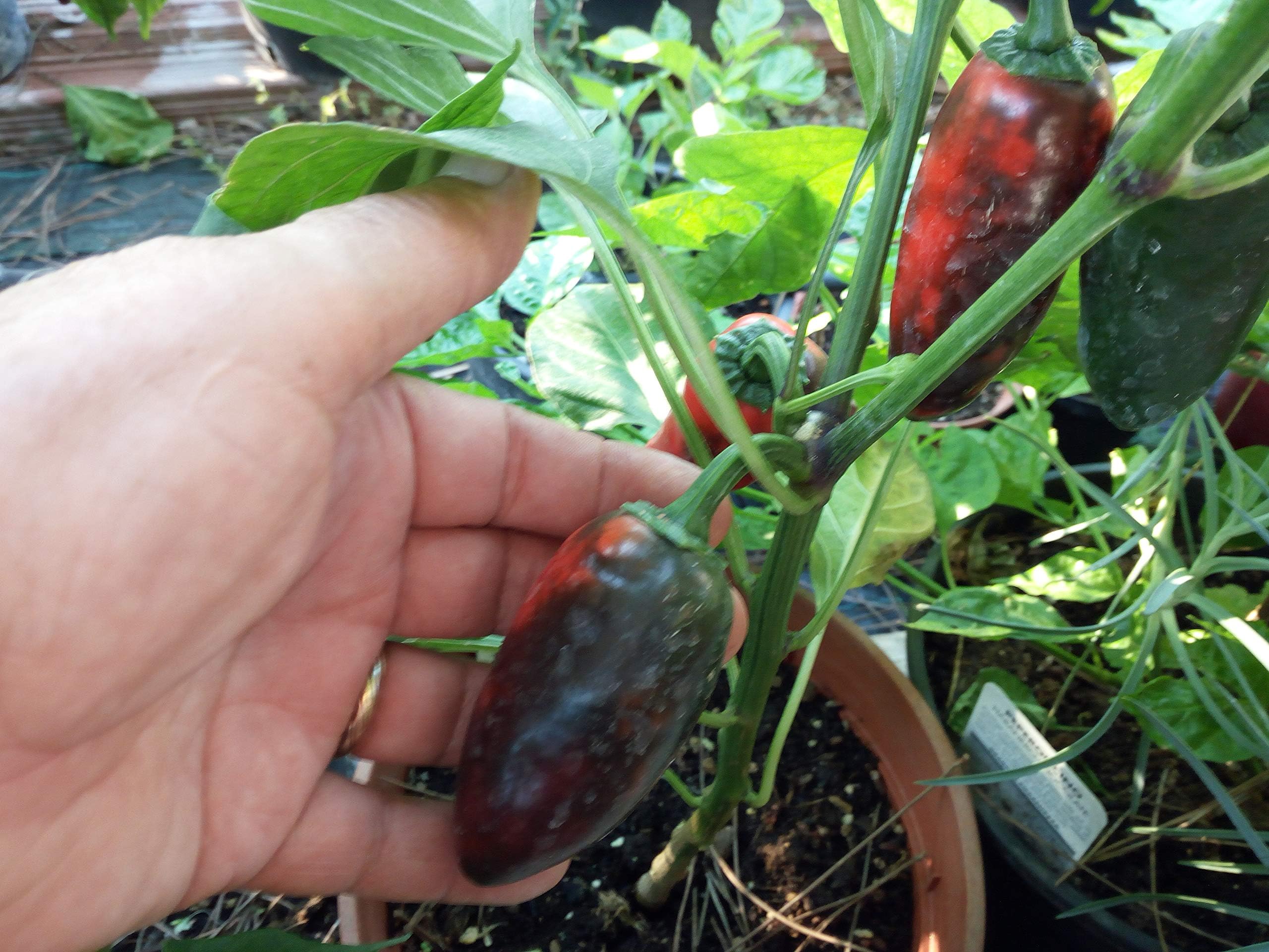 Seeds Jalapeno Conchos