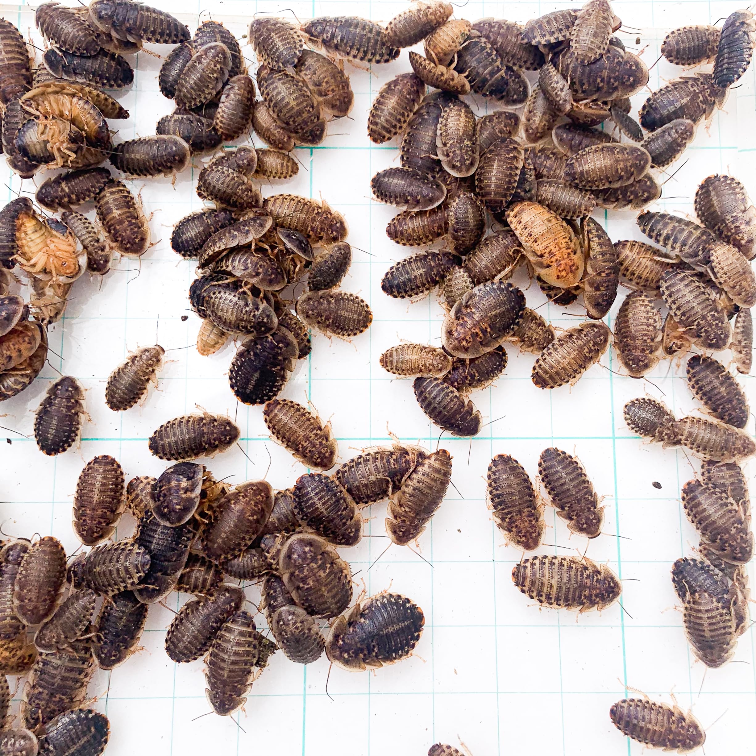 デュビアS〜Lミックス（300以上〜500、爬虫類の餌に デュビアS〜Lミックス（300以上〜500、爬虫類の餌に