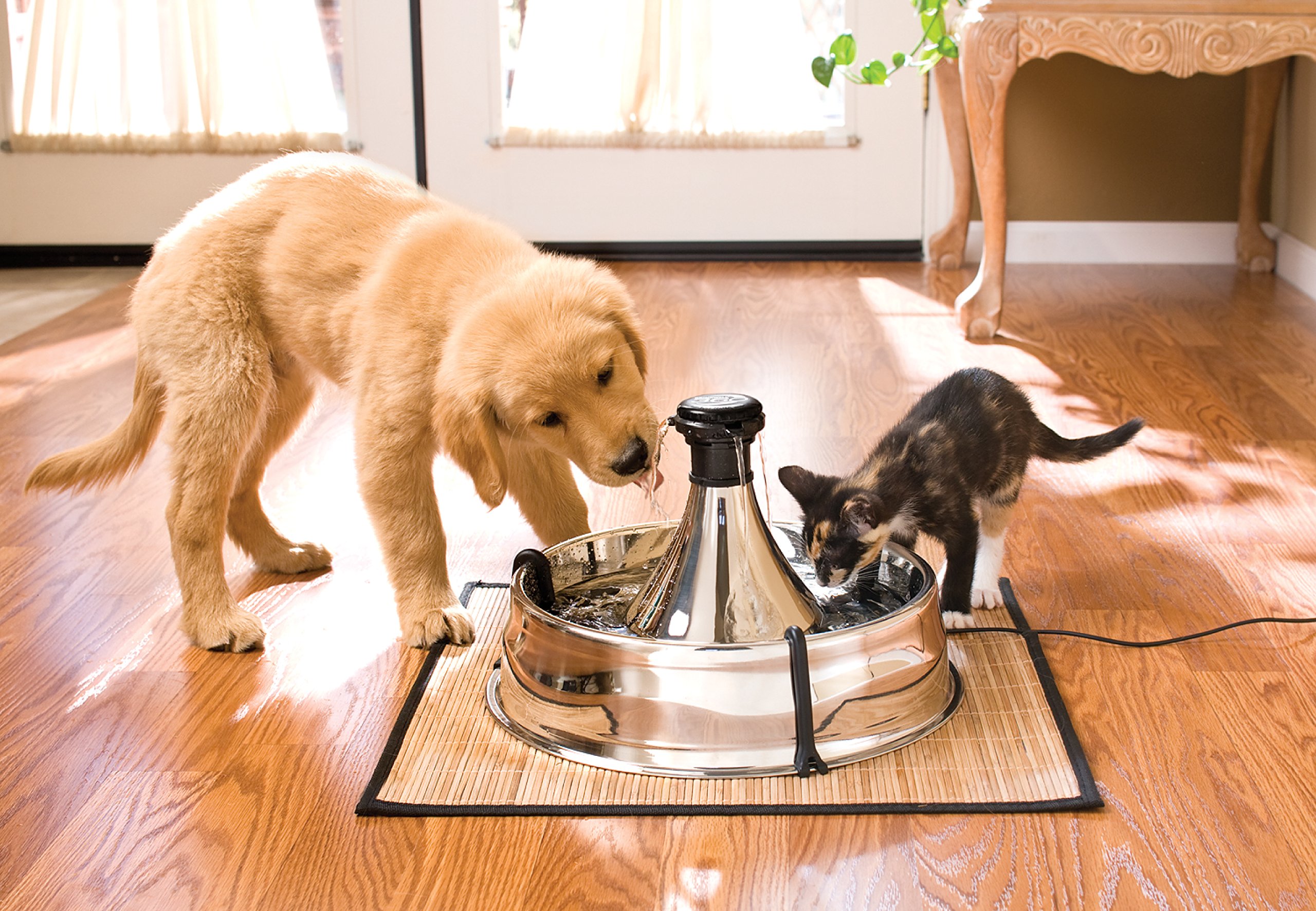 PetSafe Drinkwell - Fuente para Perros y Gatos de Acero Inoxidable - Flujo de Agua Ajustable y Capacidad de 3,8 litros