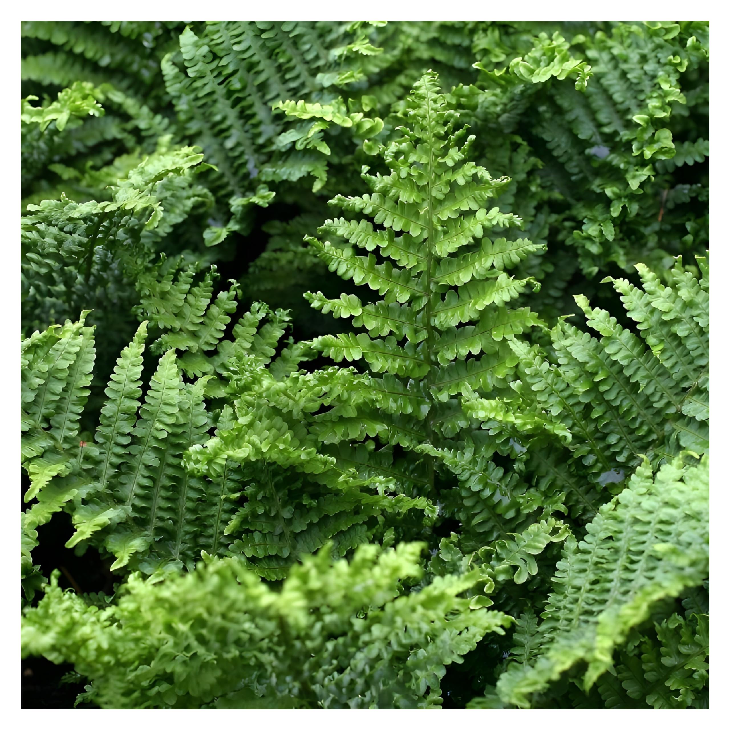 Stauden Gänge 3 x Dryopteris affinis 'Crispa Congesta' im 1 Liter Topf (Farn/Winterhart/Mehrjährig/Staude/Immergrün) krauser Goldschuppenfarn - Kompakte Farnpracht für schattige Akzente