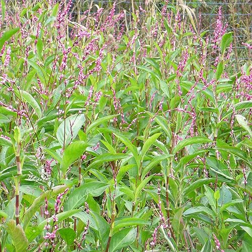 Miniatura 7 de Semillas de índigo japonés (Persicaria tinctoria) Más de 50 semillas de hierbas medicinales de plantas de tinte raro en cápsulas de semillas