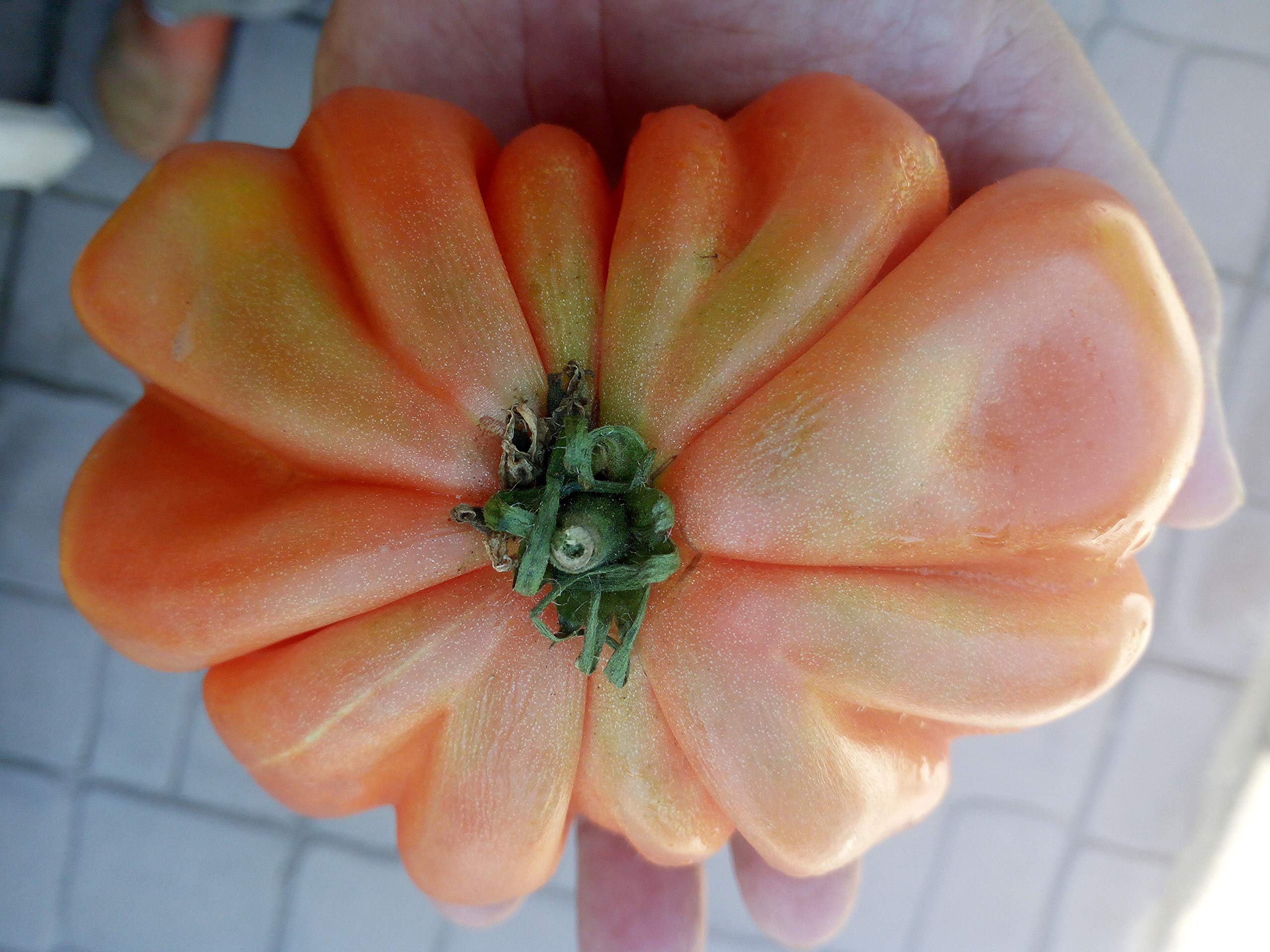 SEMI POMODORO Collezione 3 10 VARIETA' SPUNZILO VESUVIANO DATTERINO Giallo ECC