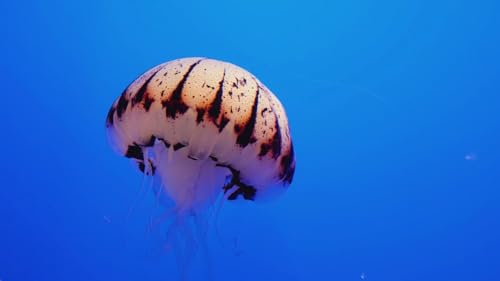 The Best 4K Aquarium for Relaxation – Relaxing Oceanscapes – Sleep Meditation 4K UHD Screensaver