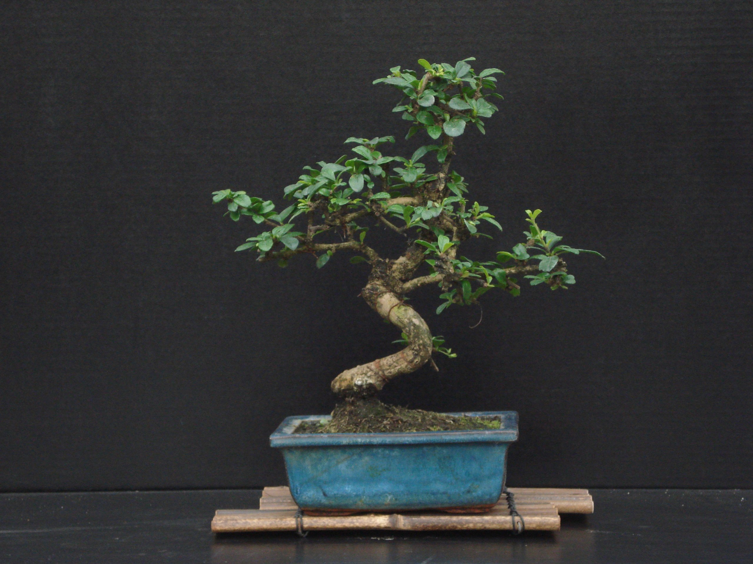Fukien Tea Bonsai Flowering Plant 10" Tall with 5"x 8" Pot Over 10 Years Old
