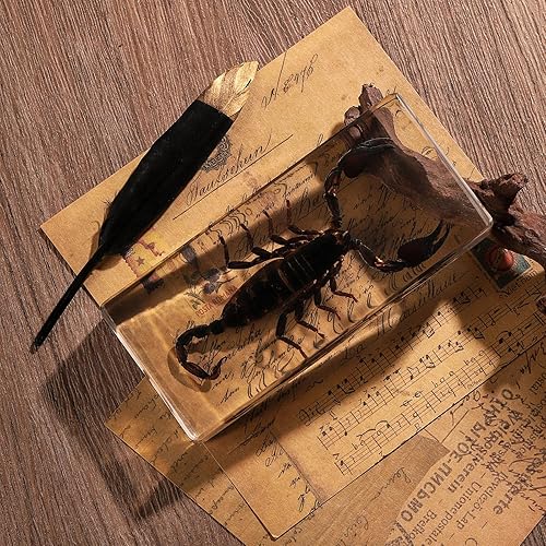 Miniatura 25 de Espécimen de esqueleto de murciélago real en resina para educación científica en el aula, gran regalo para fanáticos de la taxidermia, cráneo