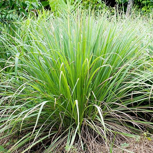 YEGAOL Garden 125Pcs Lemongrass Seeds Cymbopogon Citratus