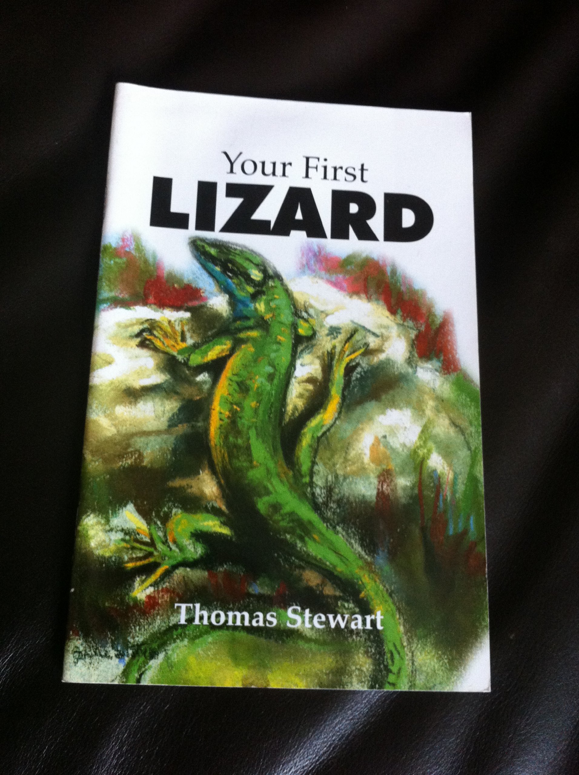 Your First Lizard