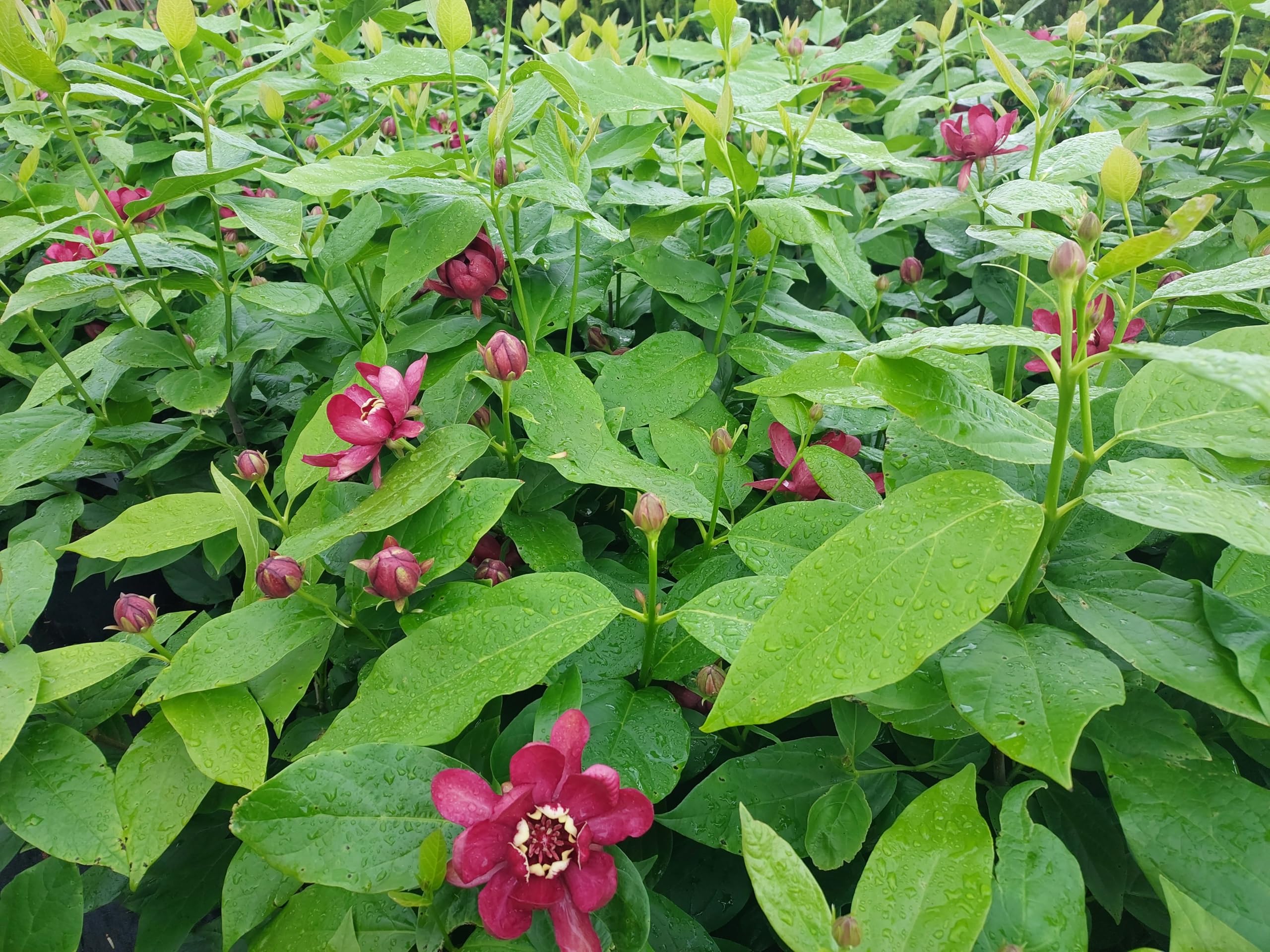 roter großblumiger Gewürzstrauch Sinocalycalycanthus Hartlage Wine 100-120 cm