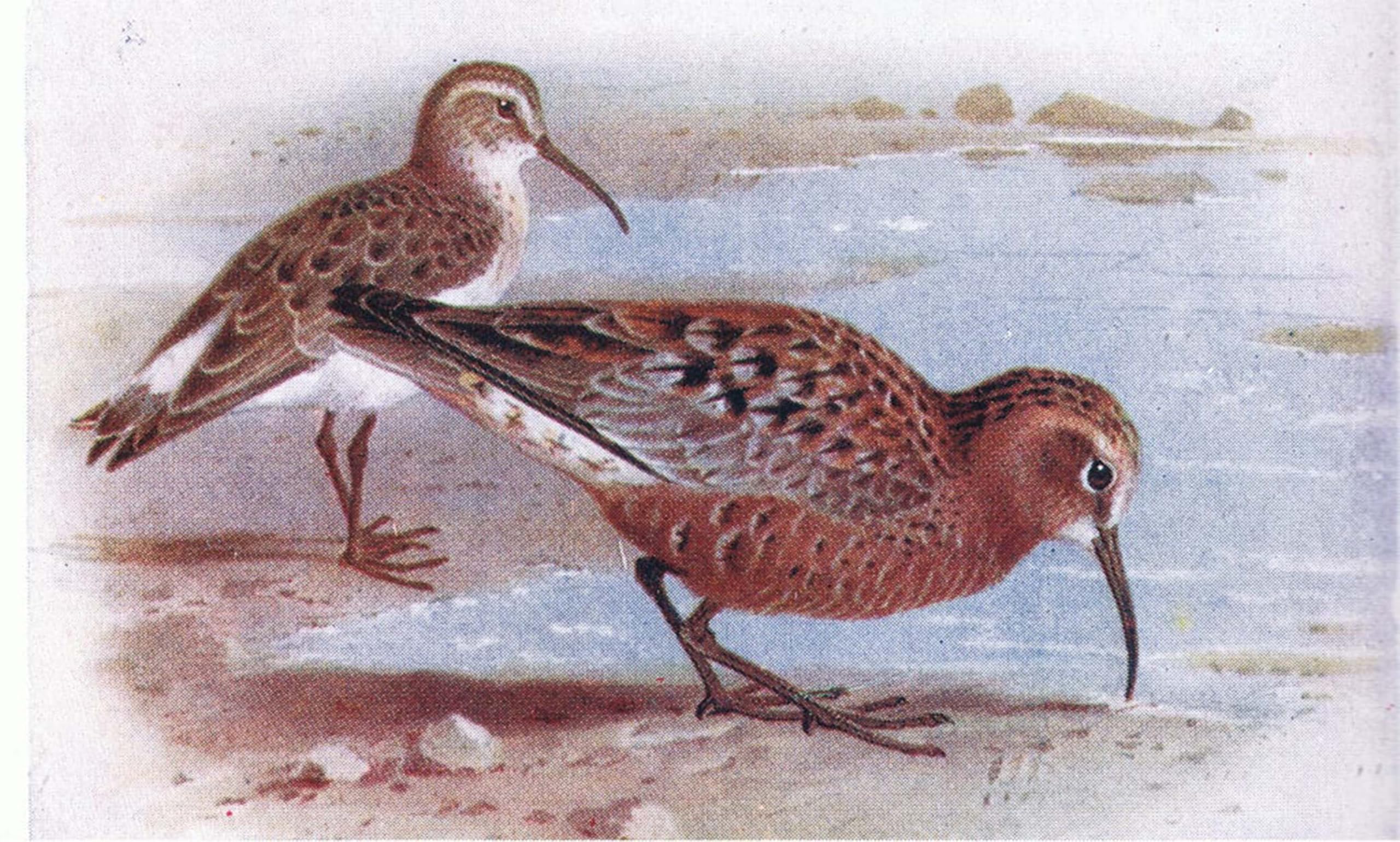 POSTERIIk Vintage Art Print Images Pictures Print Curlew Sandpiper From Birds of the British Isles by Archibald Thorburn Modern Colour Posters for Office Home Decor 60x90cm